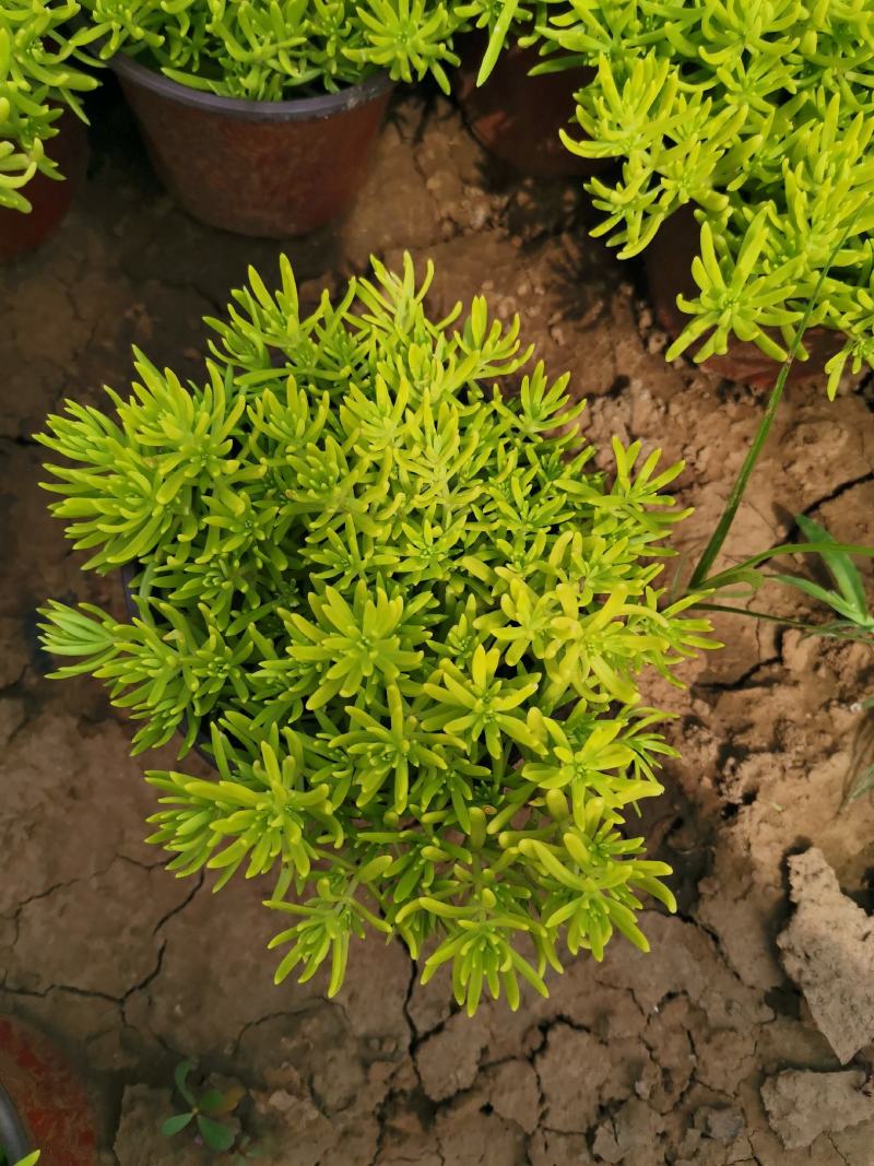 金叶佛甲草杯苗，金叶佛甲草种植基地屋顶绿化