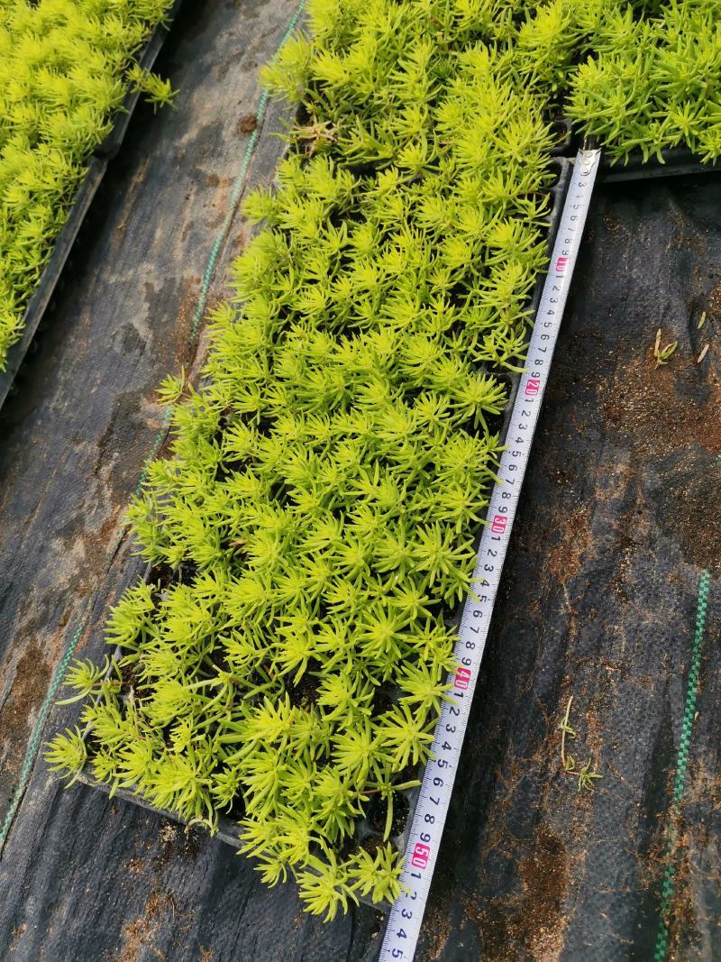 金叶佛甲草杯苗，金叶佛甲草种植基地屋顶绿化