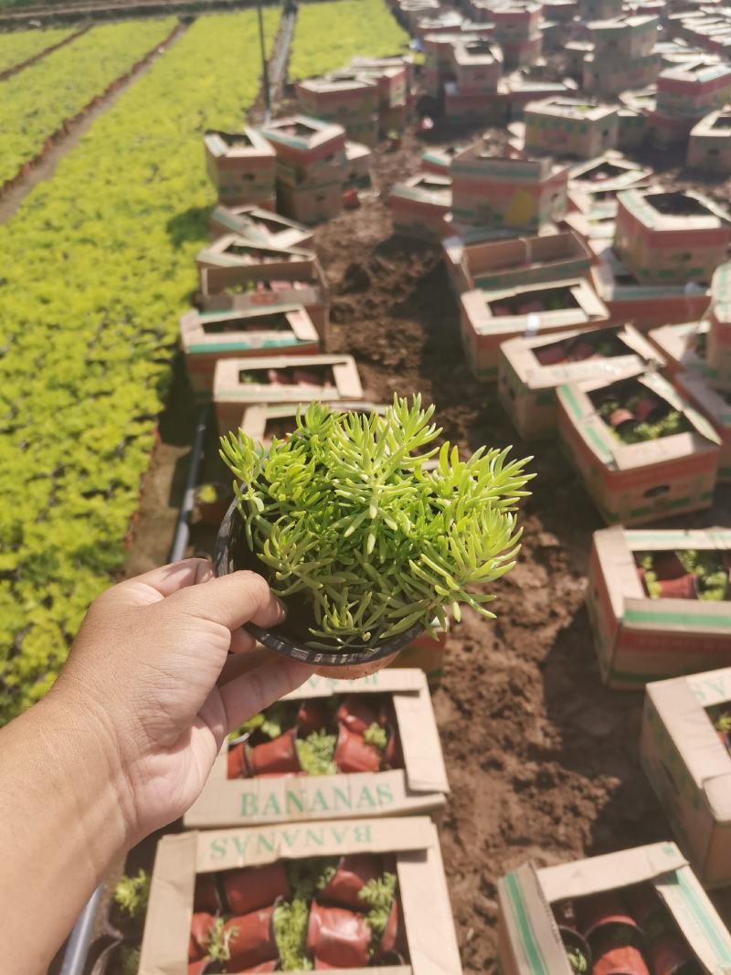 金叶佛甲草杯苗，金叶佛甲草种植基地屋顶绿化
