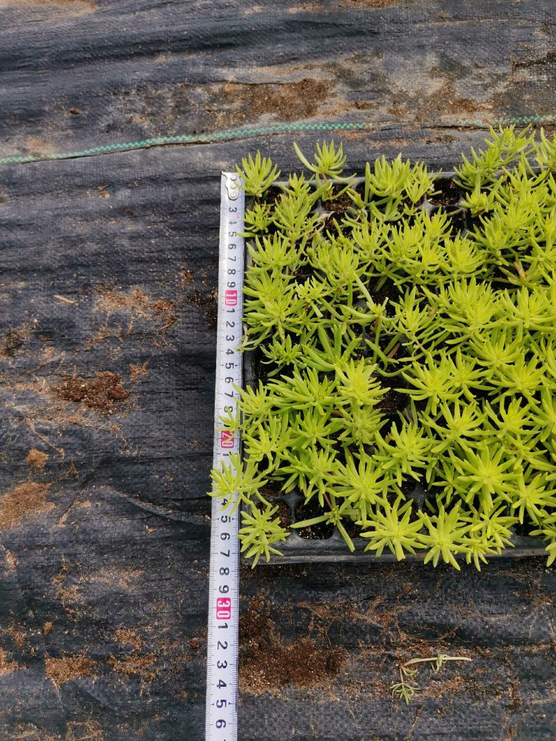 金叶佛甲草杯苗，金叶佛甲草种植基地屋顶绿化