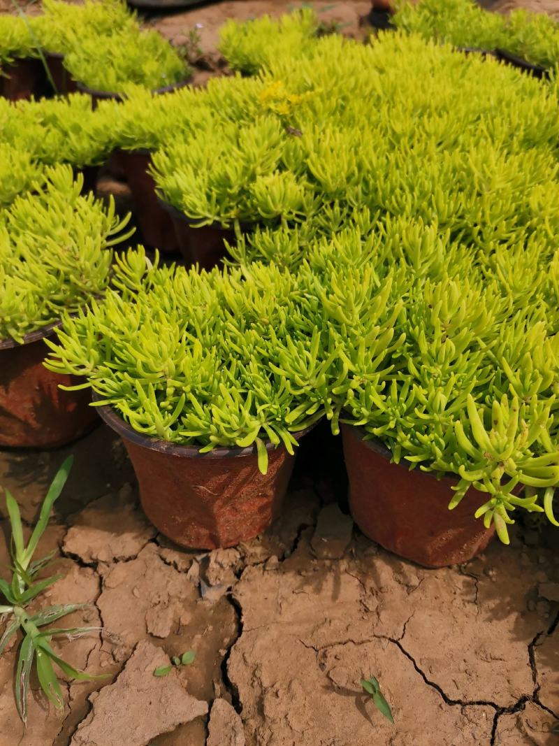 金叶佛甲草杯苗，金叶佛甲草种植基地屋顶绿化