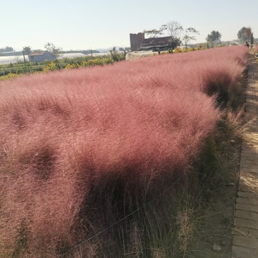 粉黛乱子草花海种苗，网红草，粉黛乱子草山东种植基地