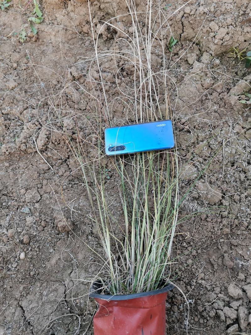 粉黛乱子草花海种苗，网红草，粉黛乱子草山东种植基地