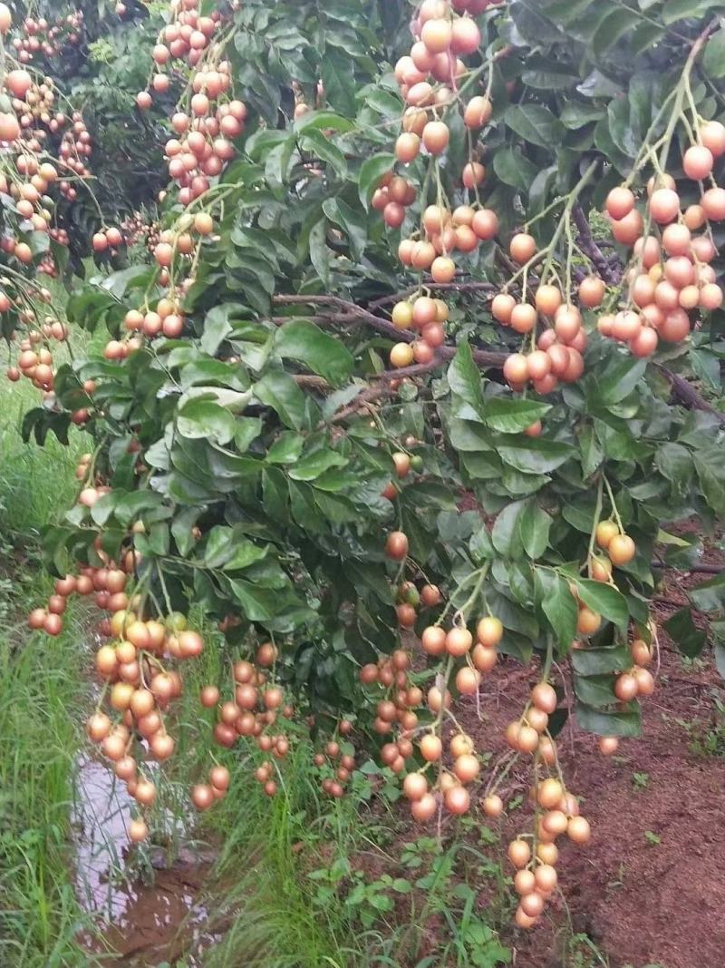 无核黄皮果苗黑黄皮鸡心贵妃黄皮苗一手货源基地直发质量好