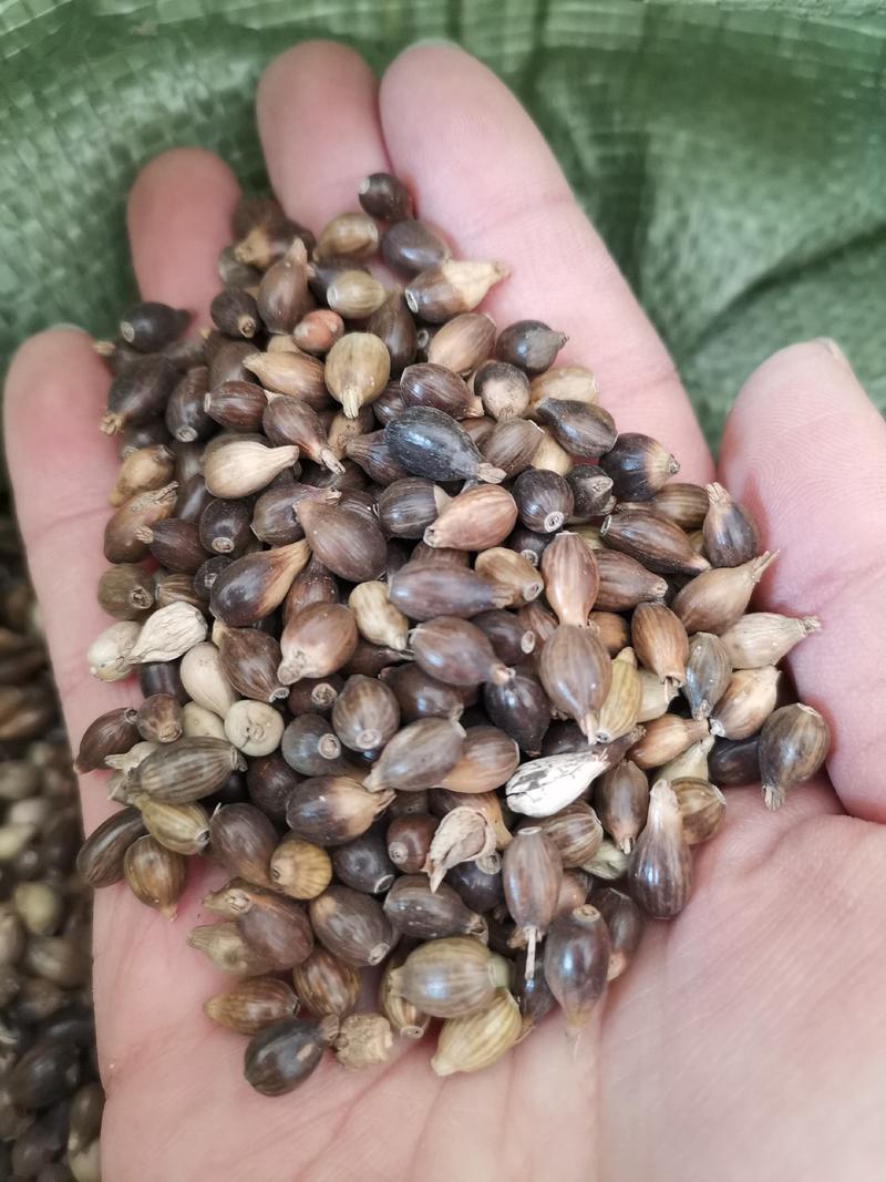 壳薏米薏米种子发芽率有保障大量批发一件代发