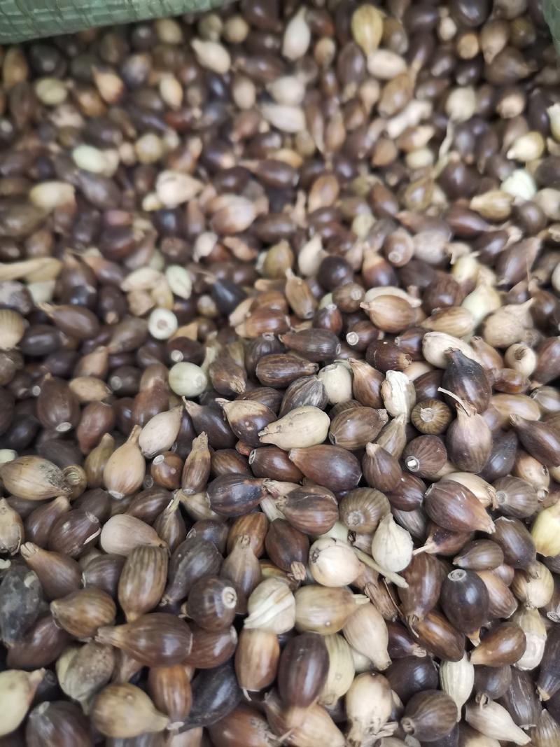 壳薏米薏米种子发芽率有保障大量批发一件代发