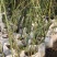 鲁硕红三季墙薇，植树袋，黑色盆大量供应
