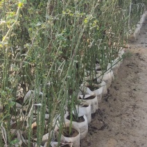 鲁硕红三季墙薇，植树袋，黑色盆大量供应