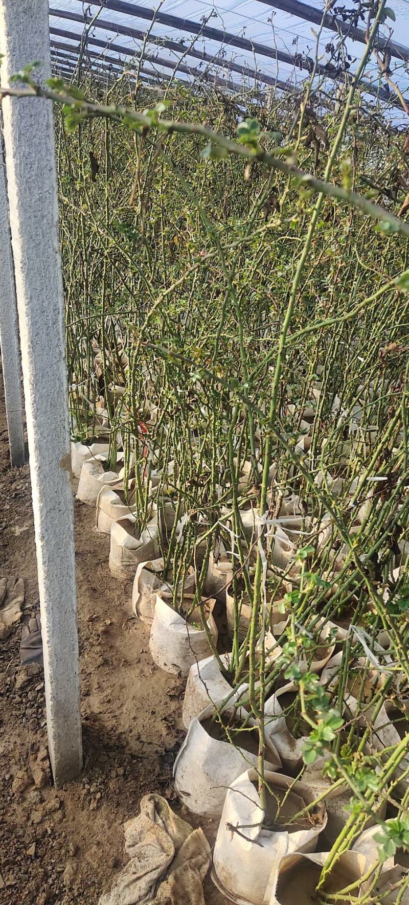 鲁硕红三季墙薇，植树袋，黑色盆大量供应