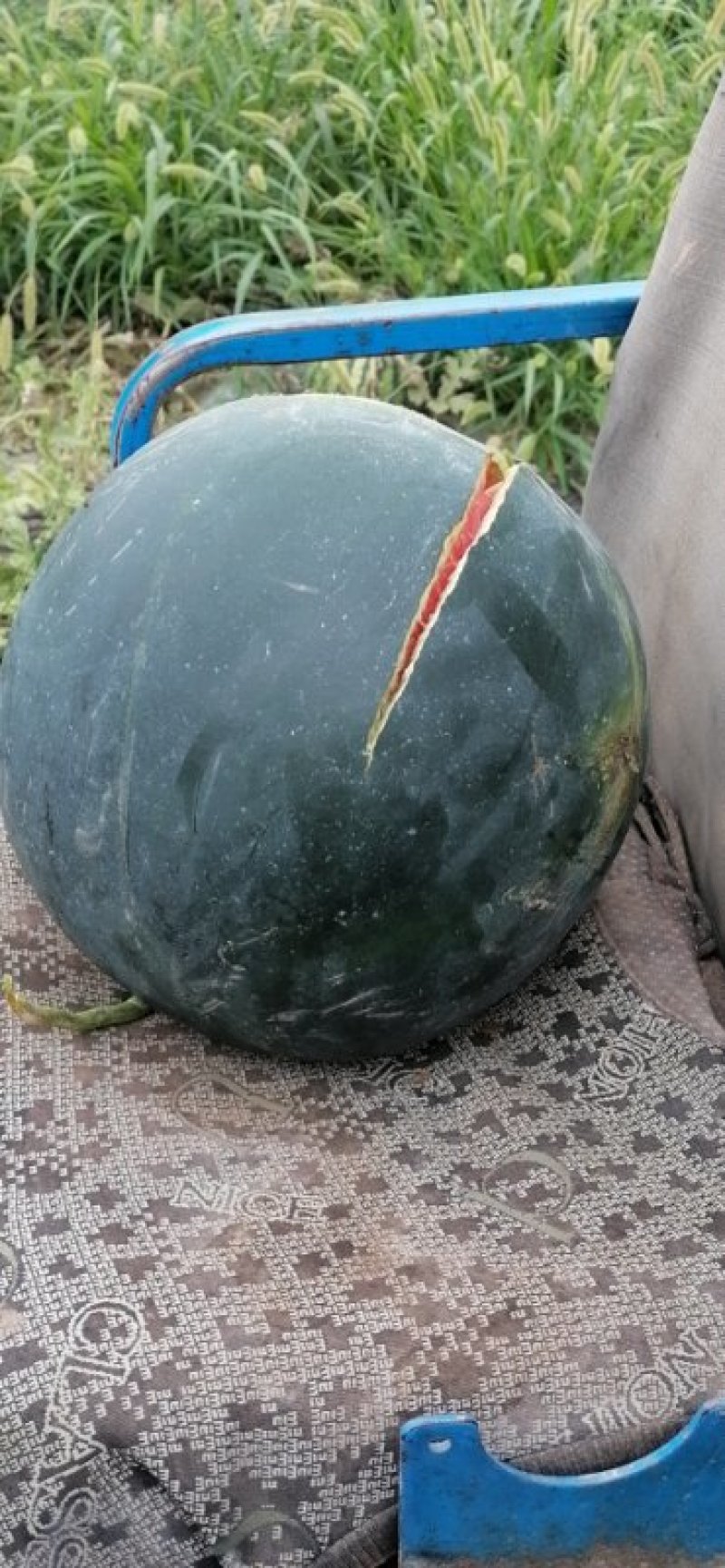陕西蒲城西瓜美太太甜