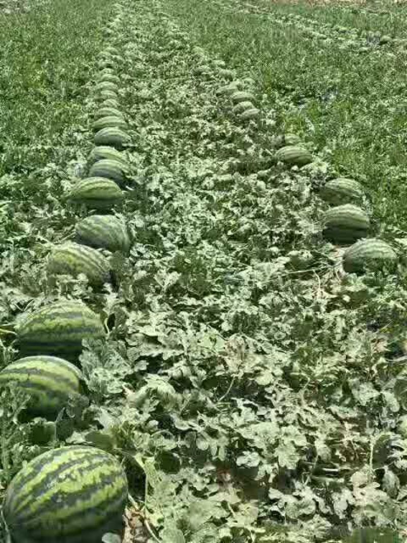 陕西蒲城甜王西瓜美太太
