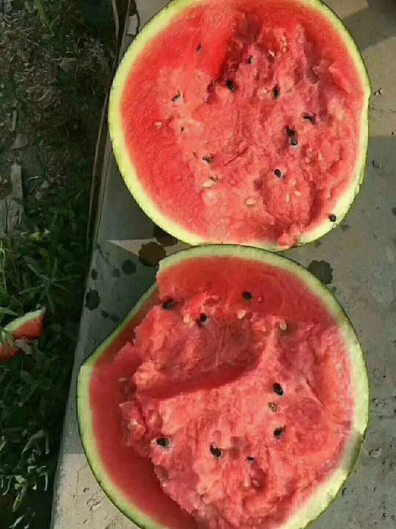 陕西蒲城甜王西瓜美太太