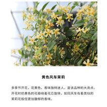 风车茉莉盆栽懒好养络石藤爬藤花卉耐热阳台盆栽藤本植物四季