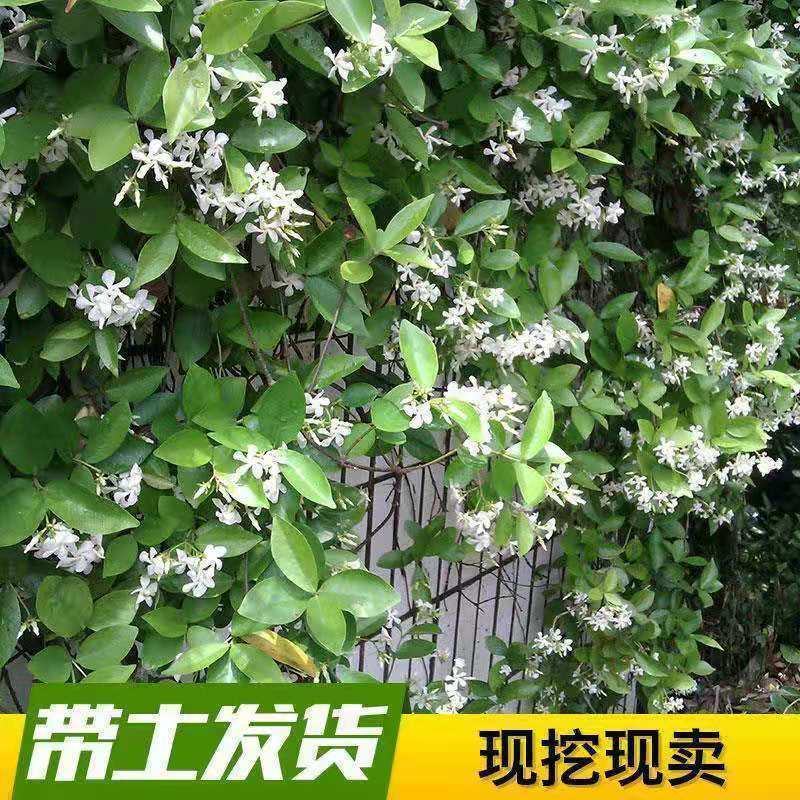 风车茉莉盆栽懒好养络石藤爬藤花卉耐热阳台盆栽藤本植物四季