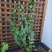 风车茉莉盆栽懒好养络石藤爬藤花卉耐热阳台盆栽藤本植物四季