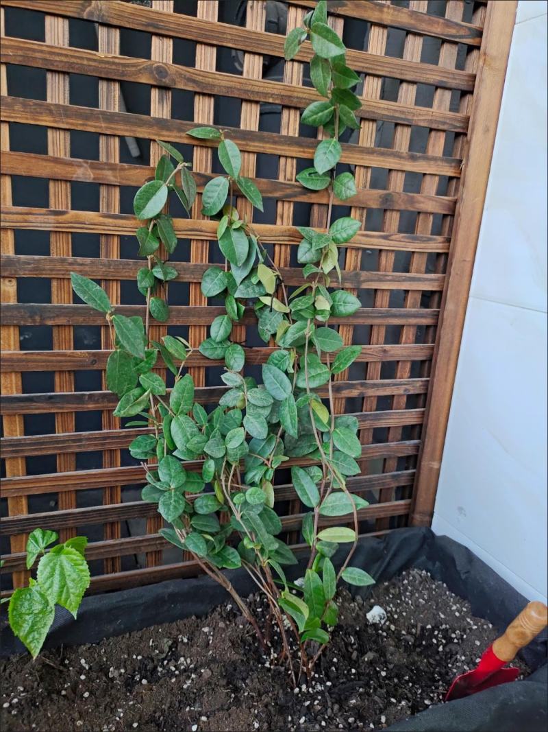 风车茉莉盆栽懒好养络石藤爬藤花卉耐热阳台盆栽藤本植物四季