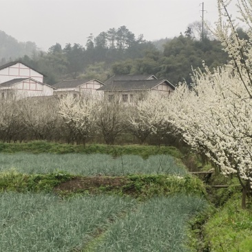 清脆李子树，丰产李子树