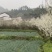 清脆李子树，丰产李子树