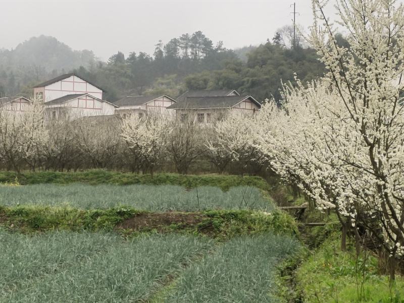 清脆李子树，丰产李子树