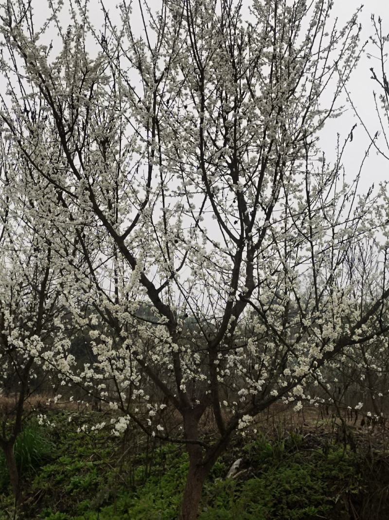清脆李子树，丰产李子树