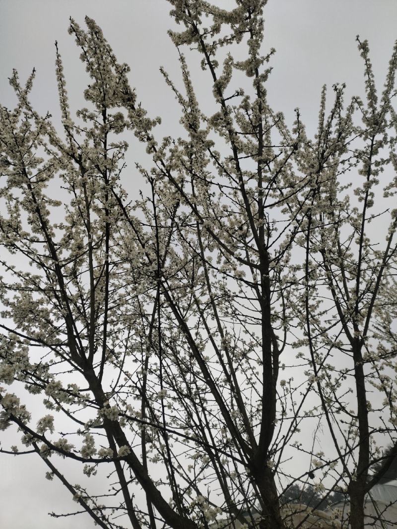 清脆李子树，丰产李子树