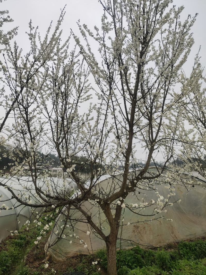清脆李子树，丰产李子树
