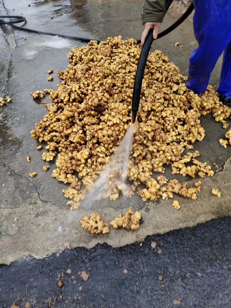 生姜，商超供货，颜色漂亮，片大，质量好，运输一条龙服务