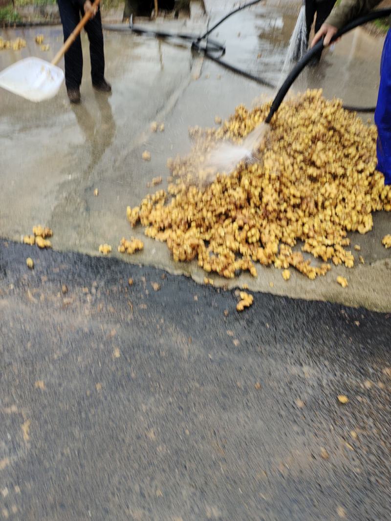 生姜，商超供货，颜色漂亮，片大，质量好，运输一条龙服务