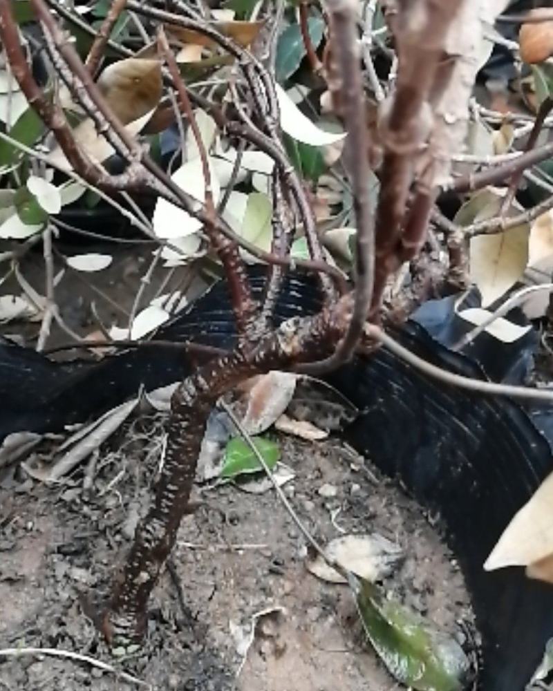 风车茉莉盆栽懒好养络石藤爬藤花卉耐热阳台盆栽藤本植物四季