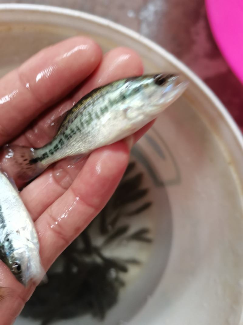 【鲈鱼苗】加州鲈鱼苗.已训料.规格齐全.一手货源.鱼场直