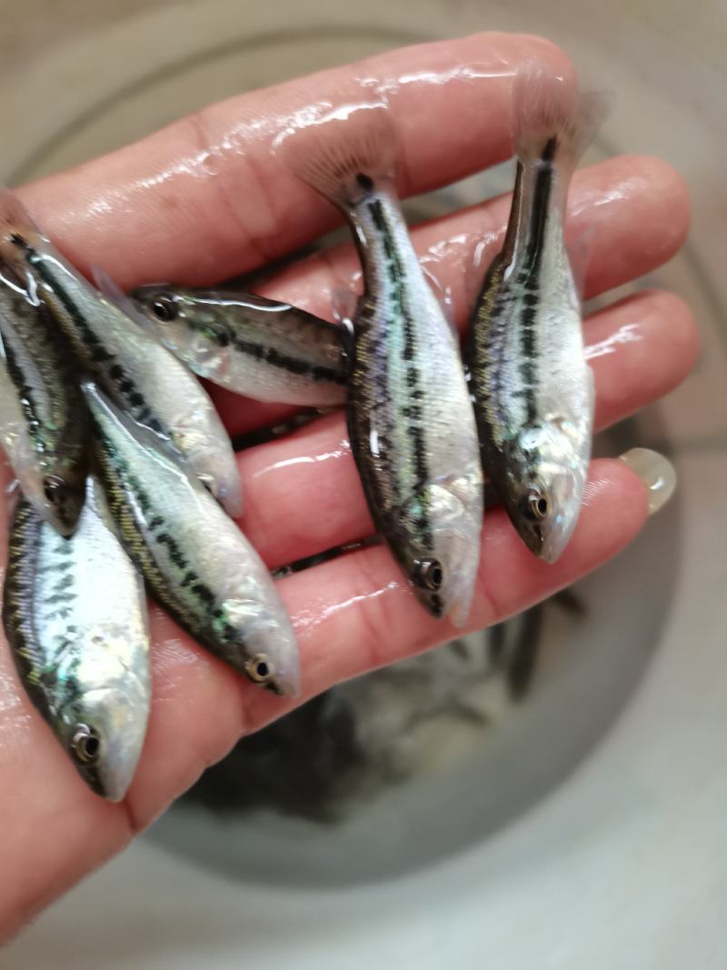 【鲈鱼苗】加州鲈鱼苗.已训料.规格齐全.一手货源.鱼场直