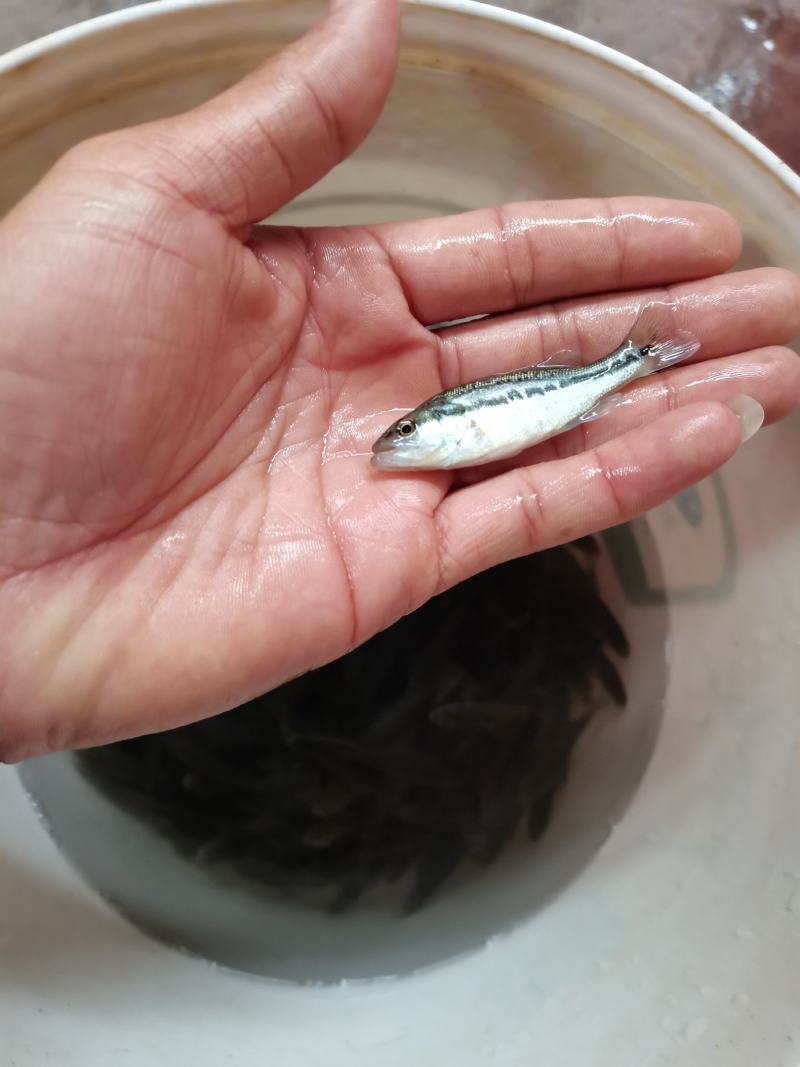 【鲈鱼苗】加州鲈鱼苗.已训料.规格齐全.一手货源.鱼场直