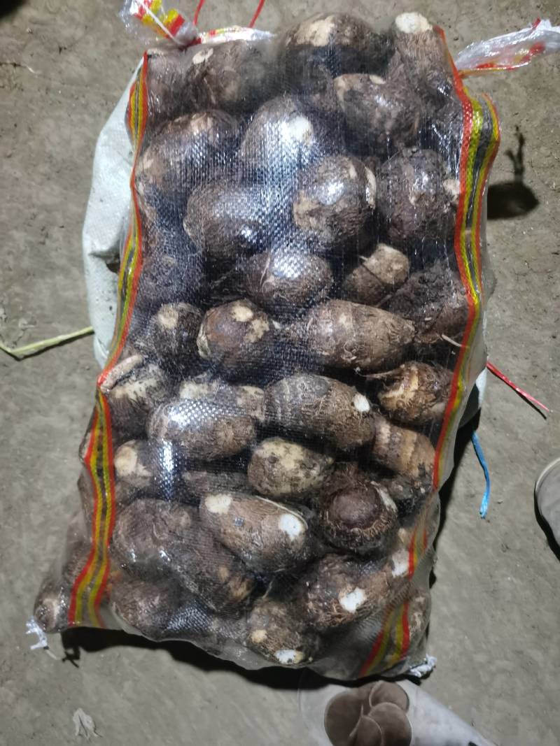 水芋头，毛芋头，芋头种，各种规格购销，基地大量供应。