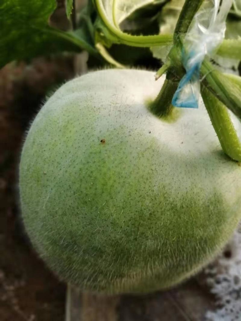 蔬菜一串铃小冬瓜上市