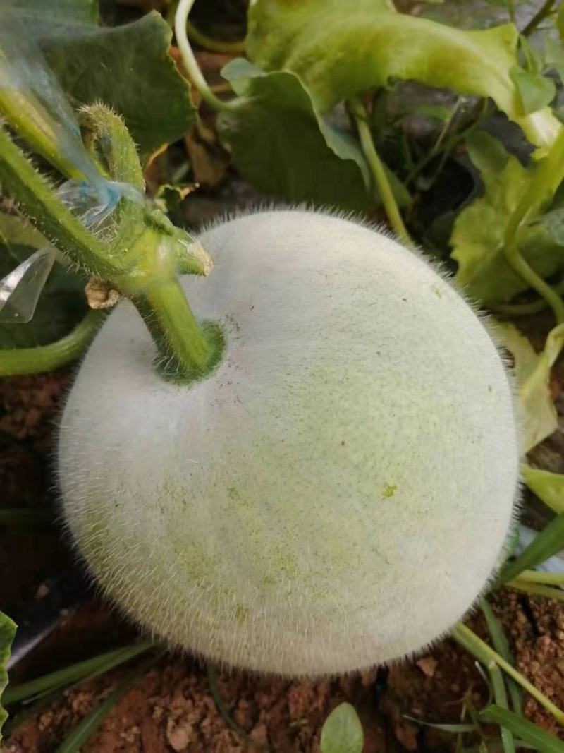蔬菜一串铃小冬瓜上市