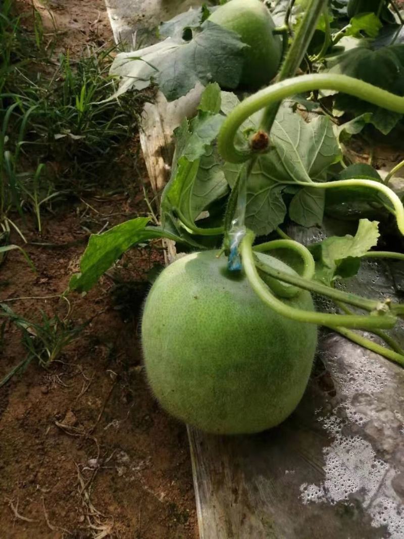蔬菜一串铃小冬瓜上市