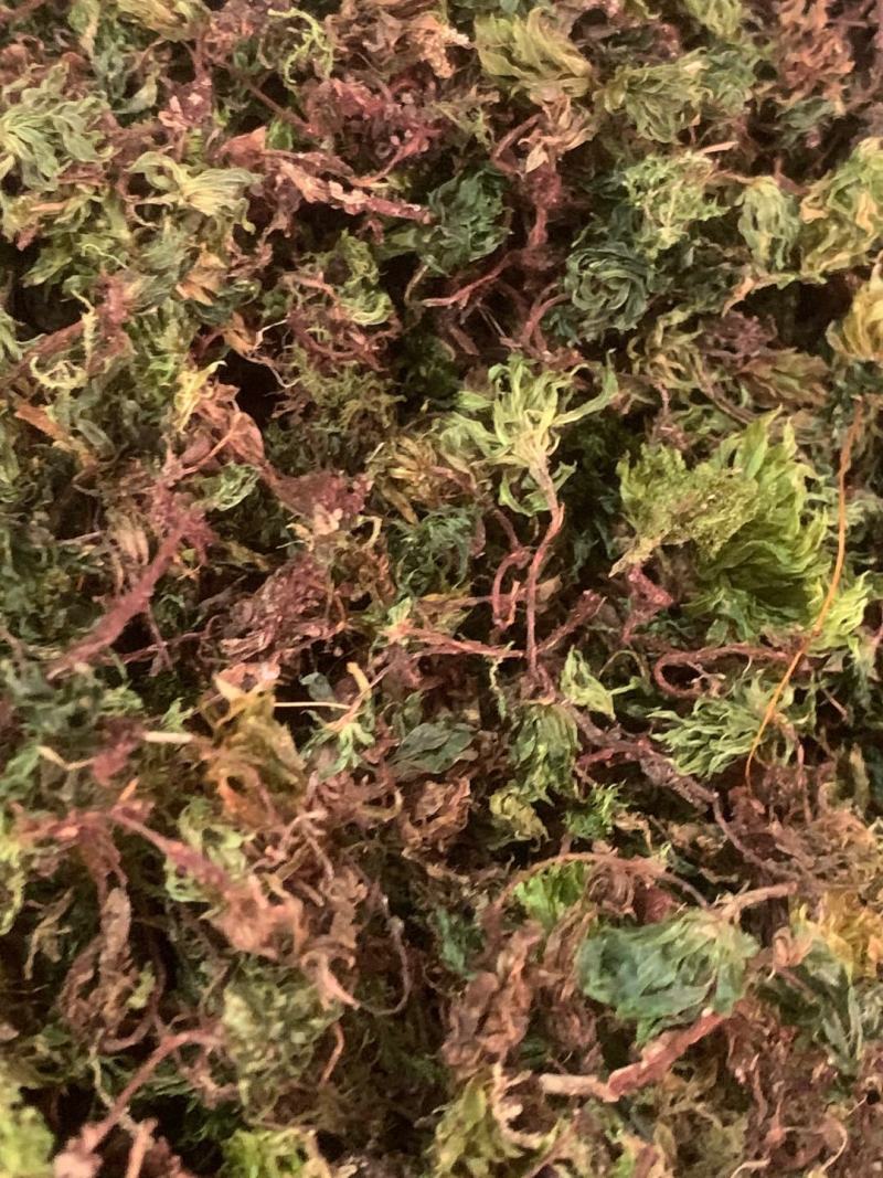 回心草【包邮】三斤起发货可批量可零售量大从优