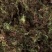 回心草【包邮】三斤起发货可批量可零售量大从优