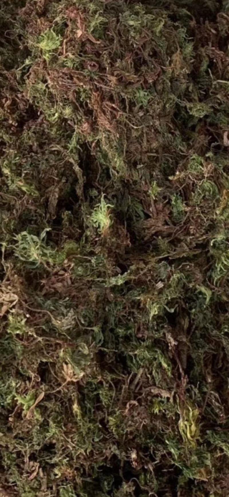 回心草【包邮】三斤起发货可批量可零售量大从优
