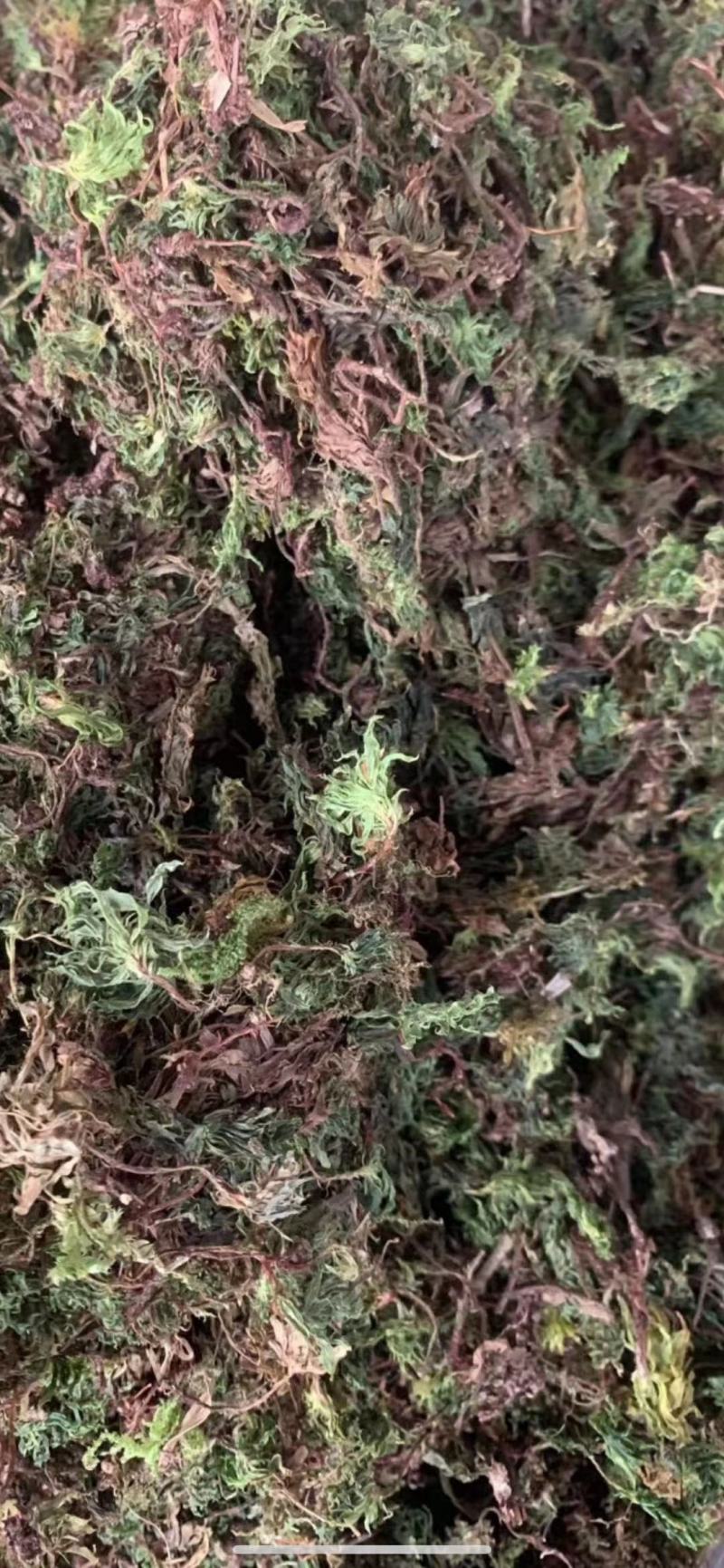 回心草【包邮】三斤起发货可批量可零售量大从优