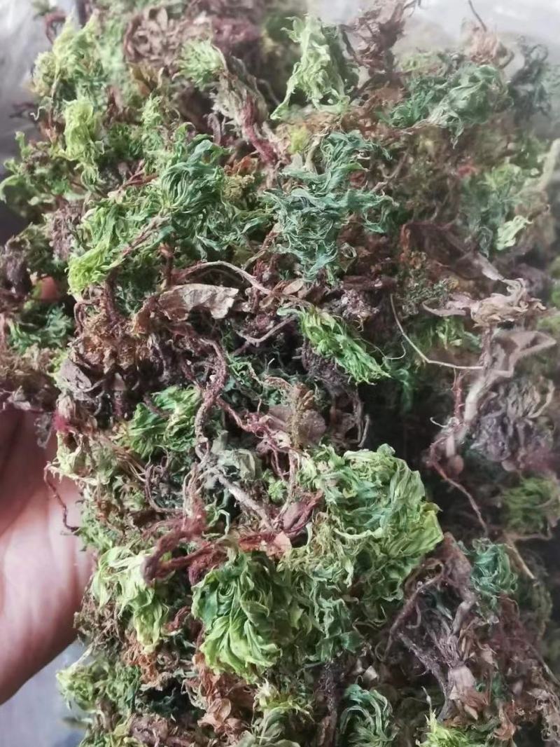 回心草【包邮】三斤起发货可批量可零售量大从优