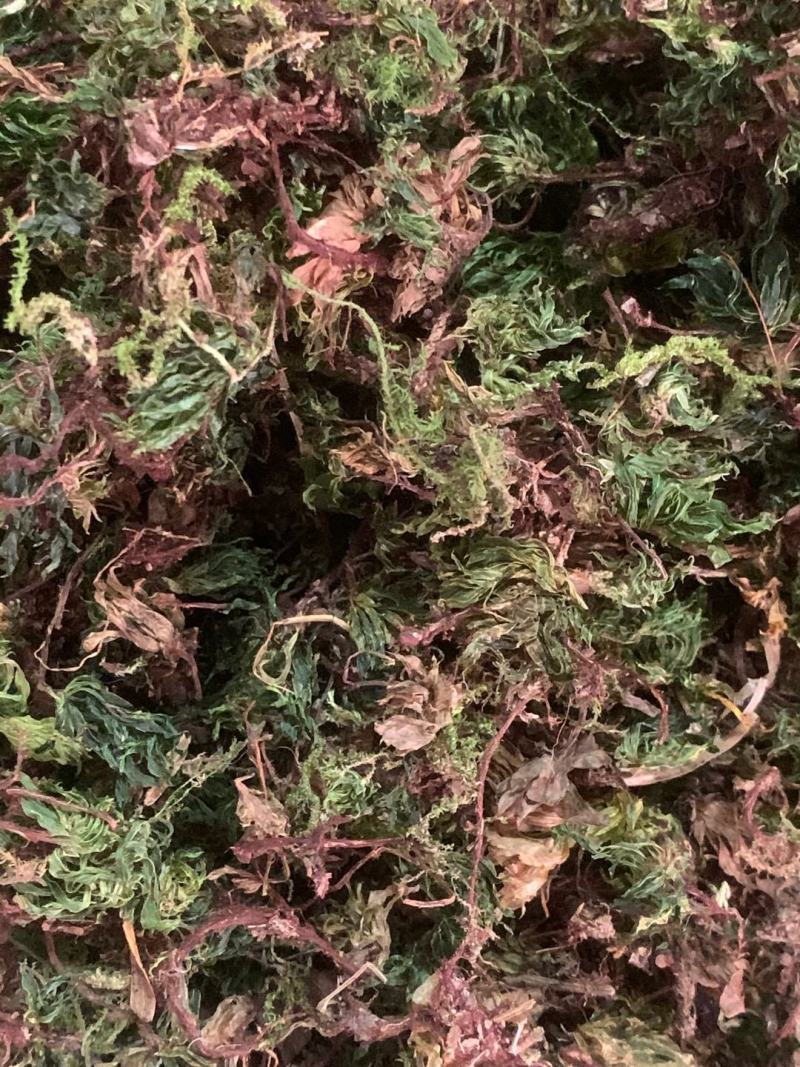 回心草【包邮】三斤起发货可批量可零售量大从优