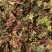 回心草【包邮】三斤起发货可批量可零售量大从优