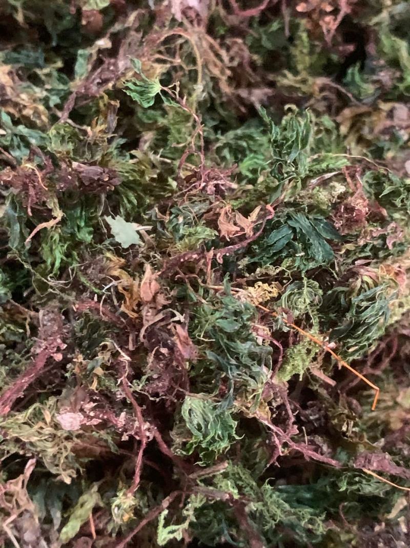 回心草【包邮】三斤起发货可批量可零售量大从优