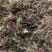 回心草【包邮】三斤起发货可批量可零售量大从优
