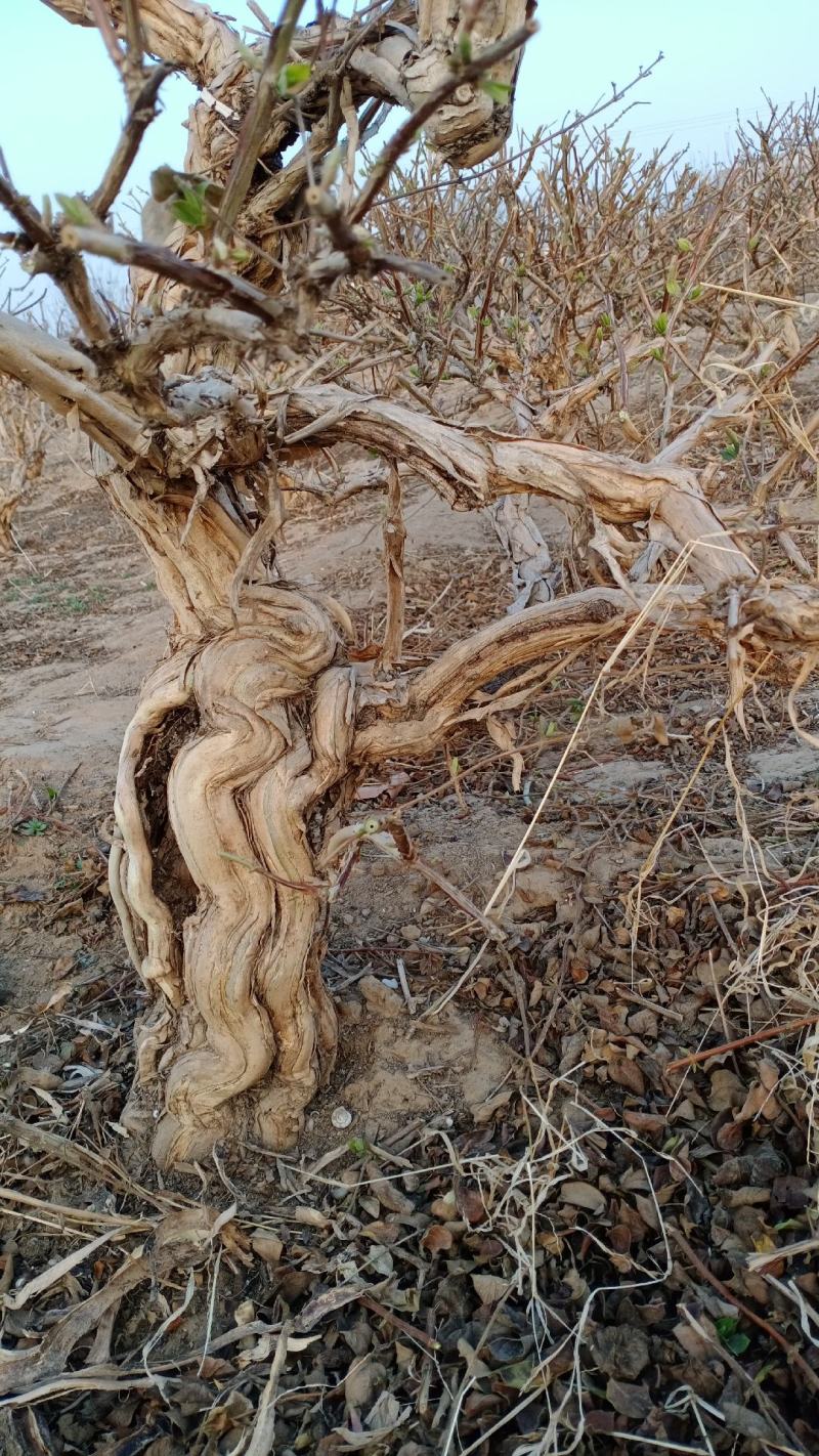 金银花盆景老桩基地直销
