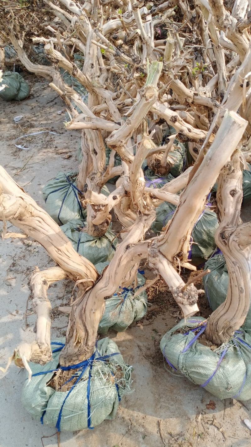 金银花盆景老桩基地直销