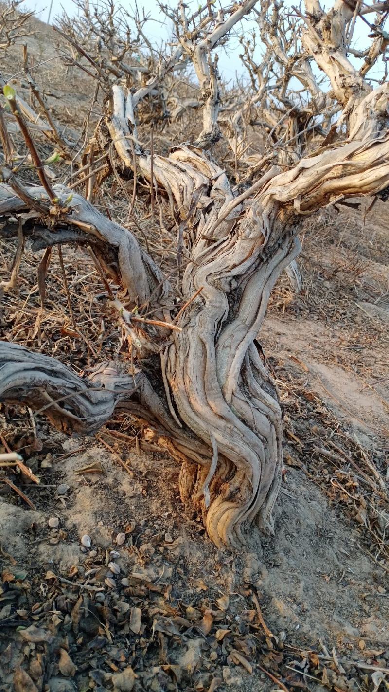金银花盆景老桩基地直销