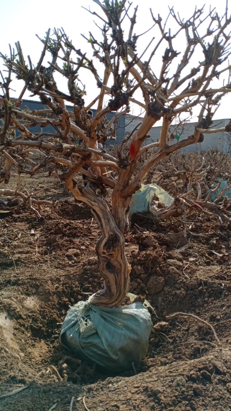 金银花盆景老桩基地直销