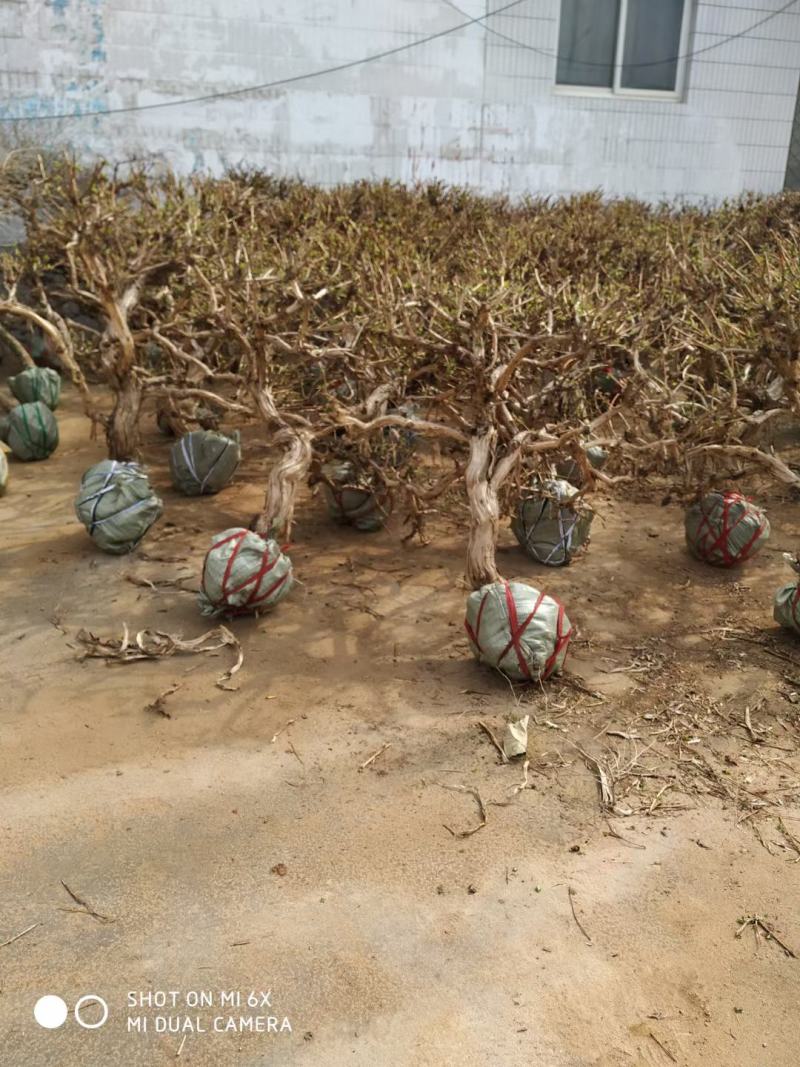 金银花盆景老桩基地直销